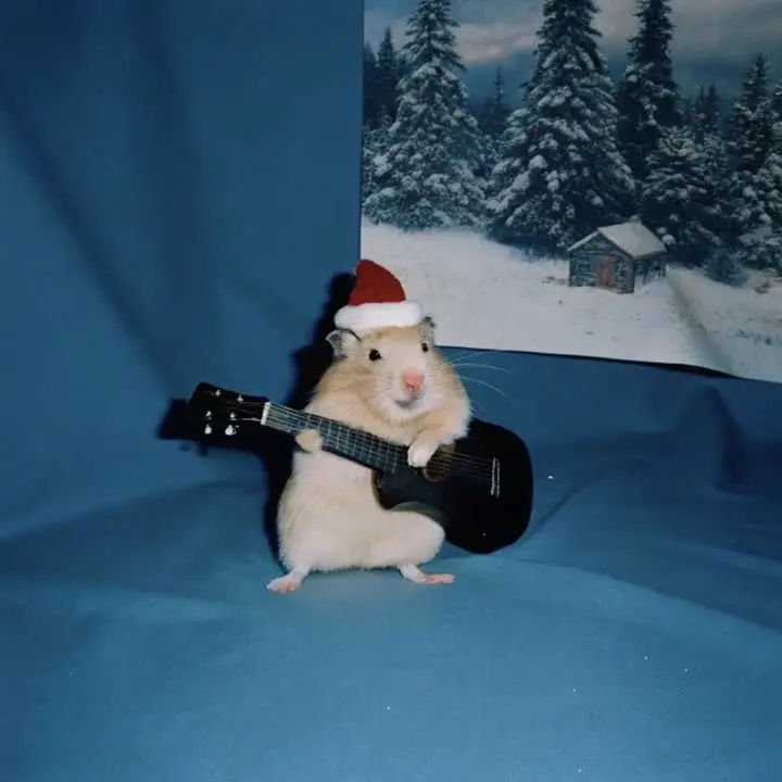 Guitar Hamster